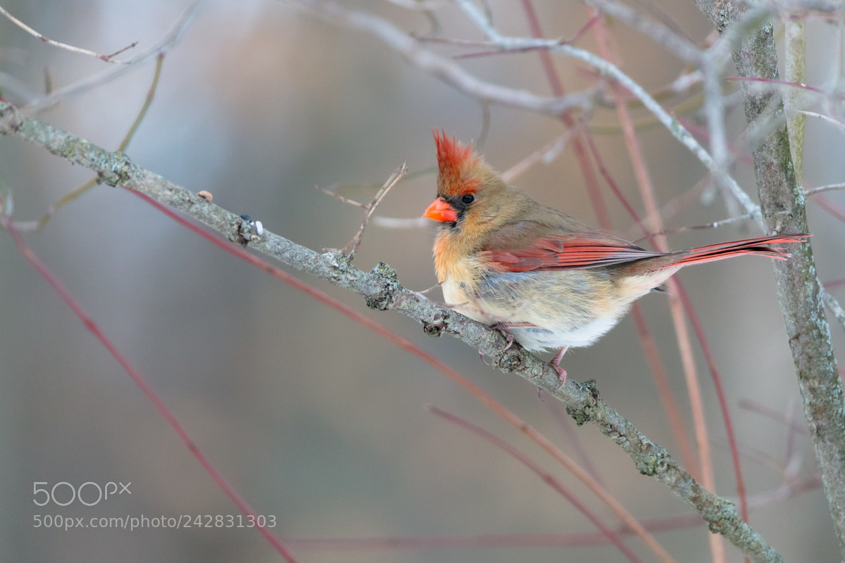Canon EOS 5DS R sample photo. Northern cardinal photography