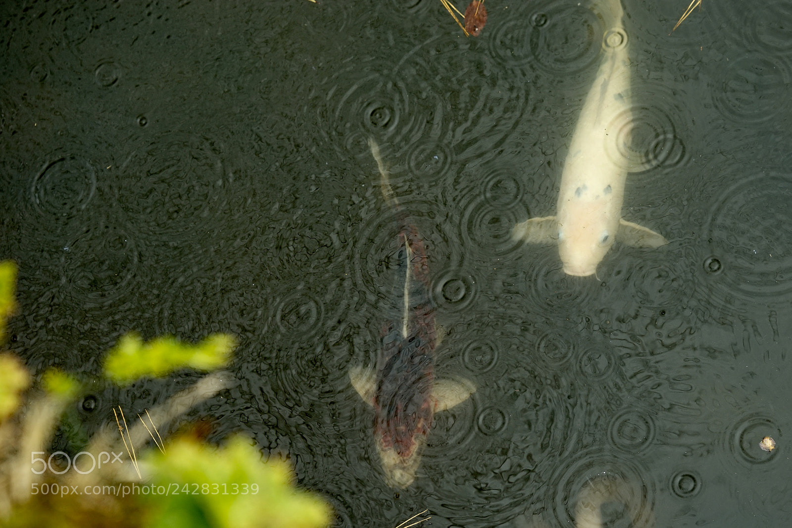 Sony a7 II sample photo. Rain photography