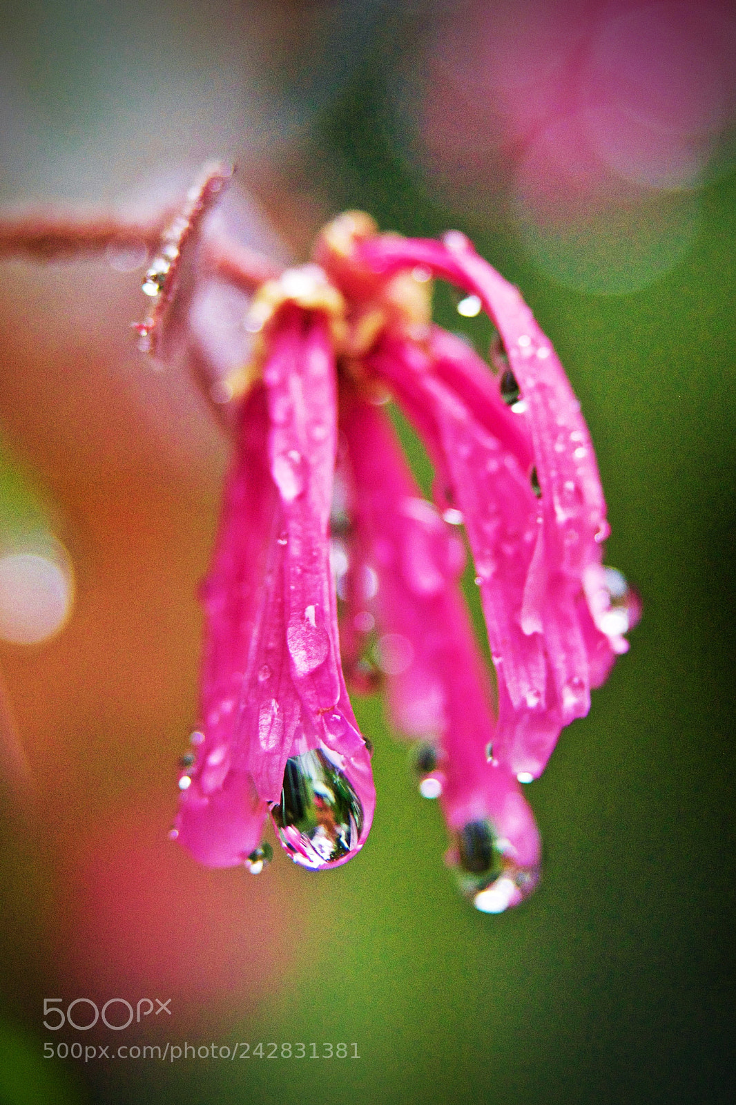 Olympus OM-D E-M5 sample photo. "the colour of rain" photography