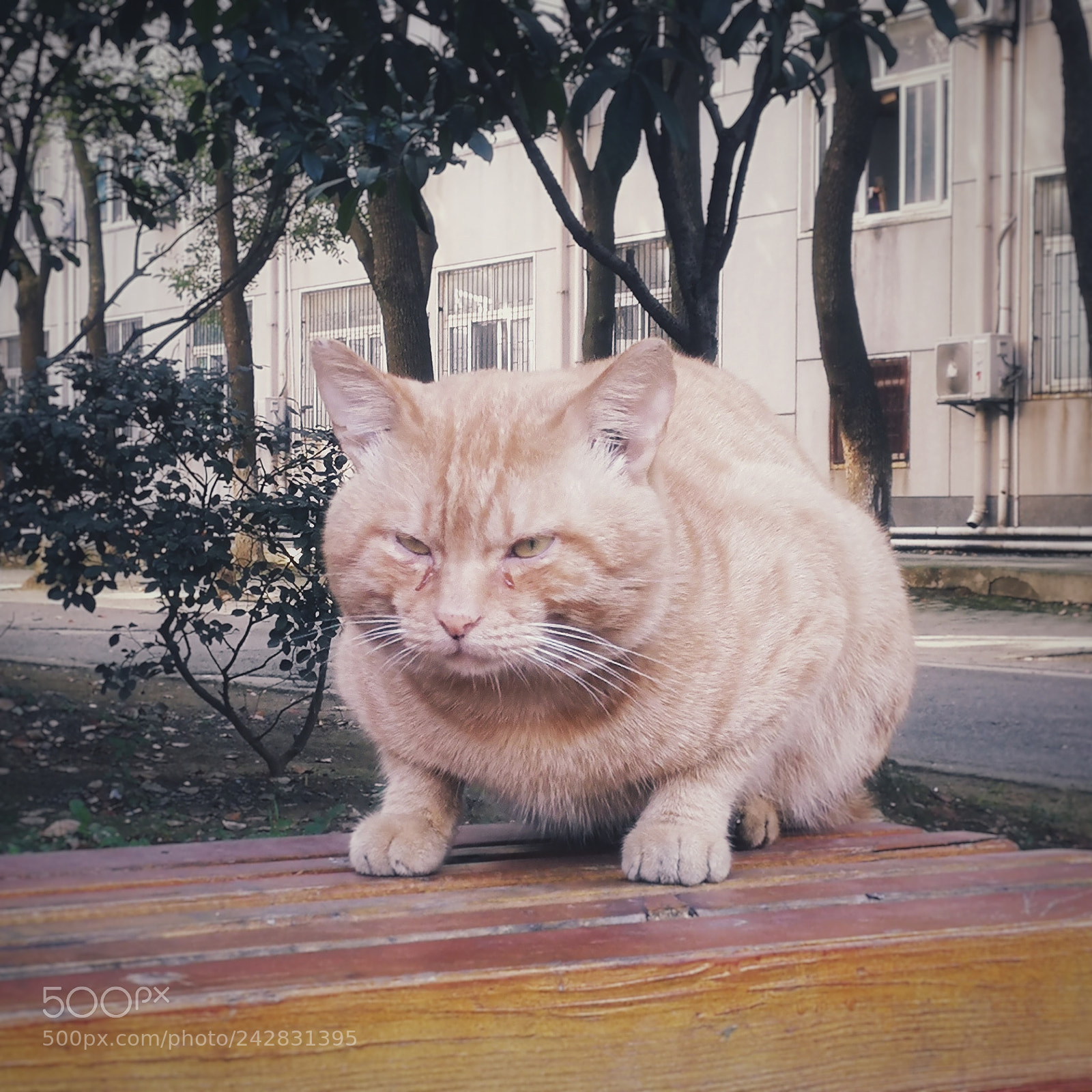 HUAWEI P10 sample photo. The fat cat photography
