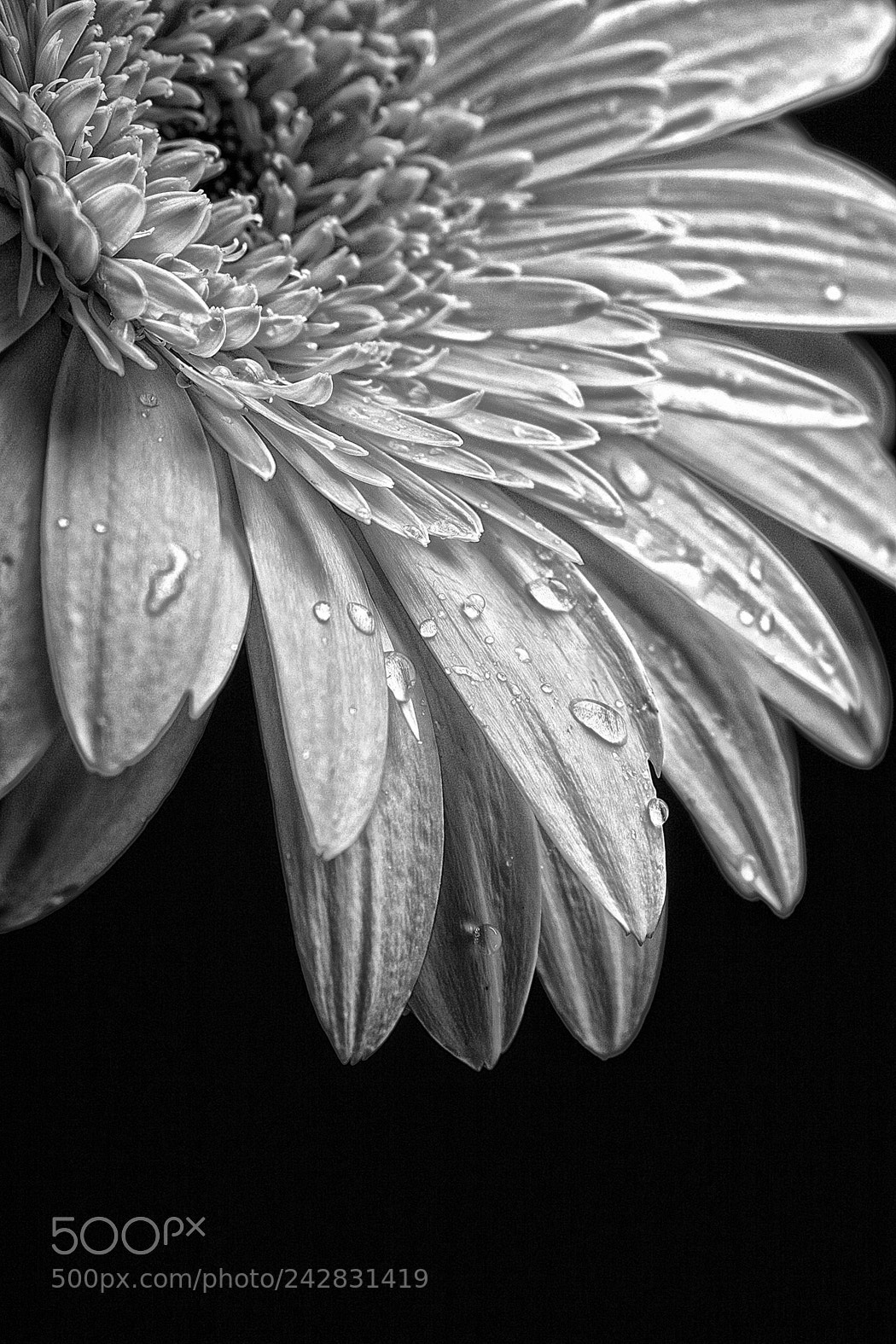 Canon EOS 10D sample photo. Morning dew photography