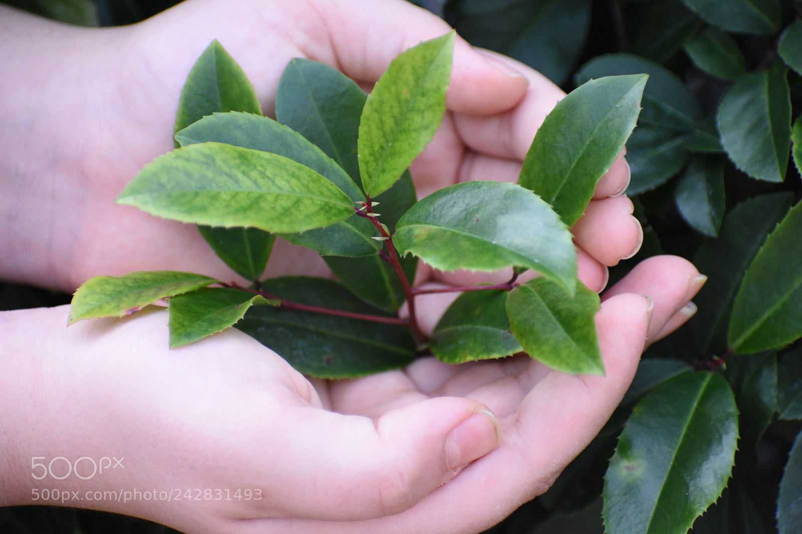 Nikon D3400 sample photo. Beautiful hand holding leaves photography
