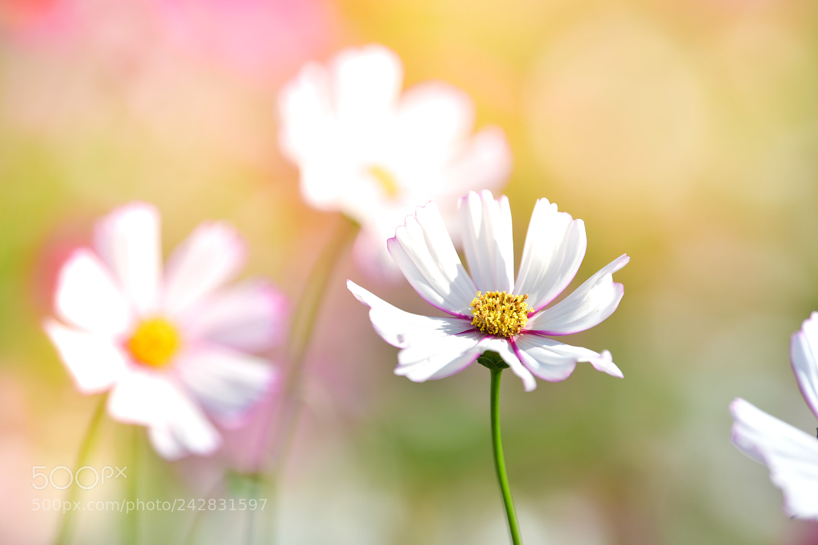 Nikon D5 sample photo. White cosmos flower in photography