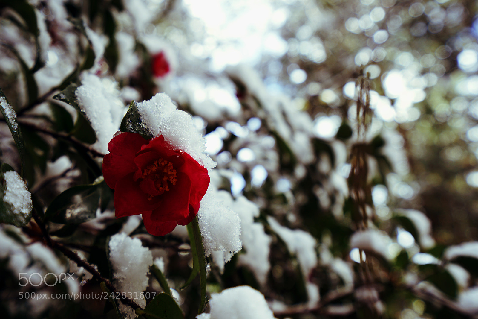 Sony a7 II sample photo. Gloomy camellia photography