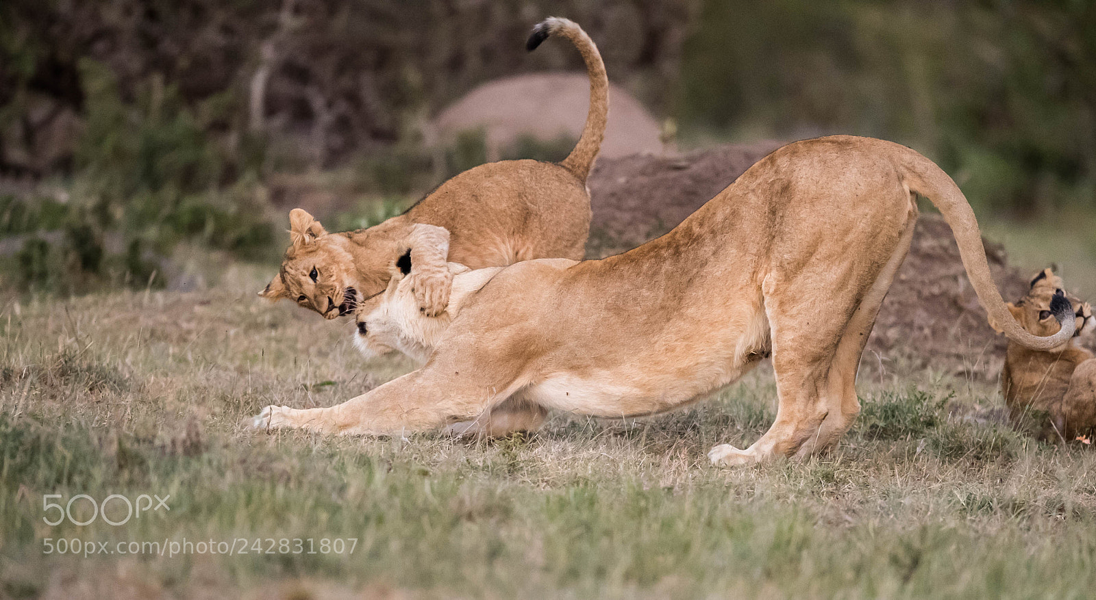 Nikon D5 sample photo. Mother and cub photography