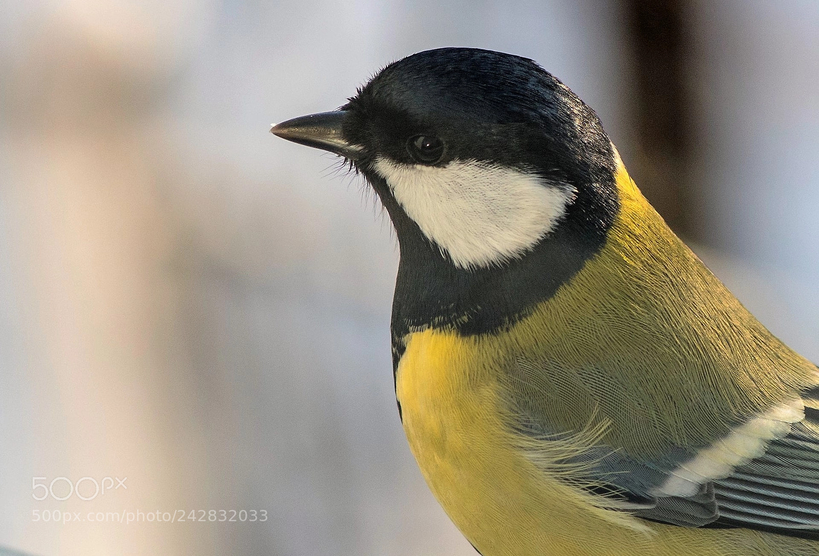 Pentax K-1 sample photo. Titmouse. Синичка. photography
