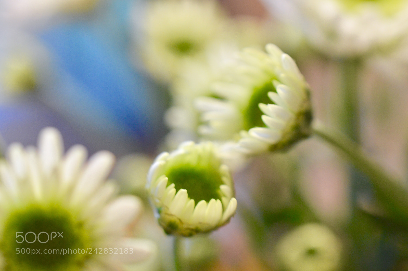 Nikon D3200 sample photo. Flower :) photography