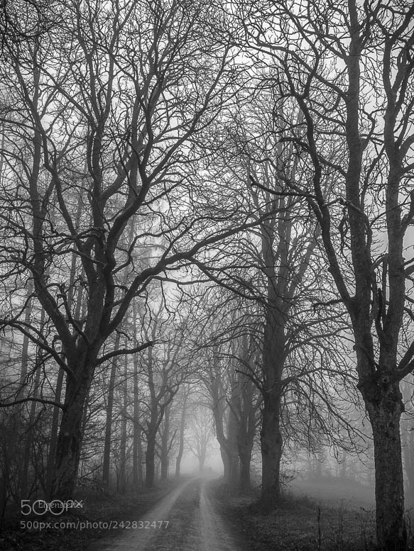 Sony Cyber-shot DSC-RX100 IV sample photo. Branches photography