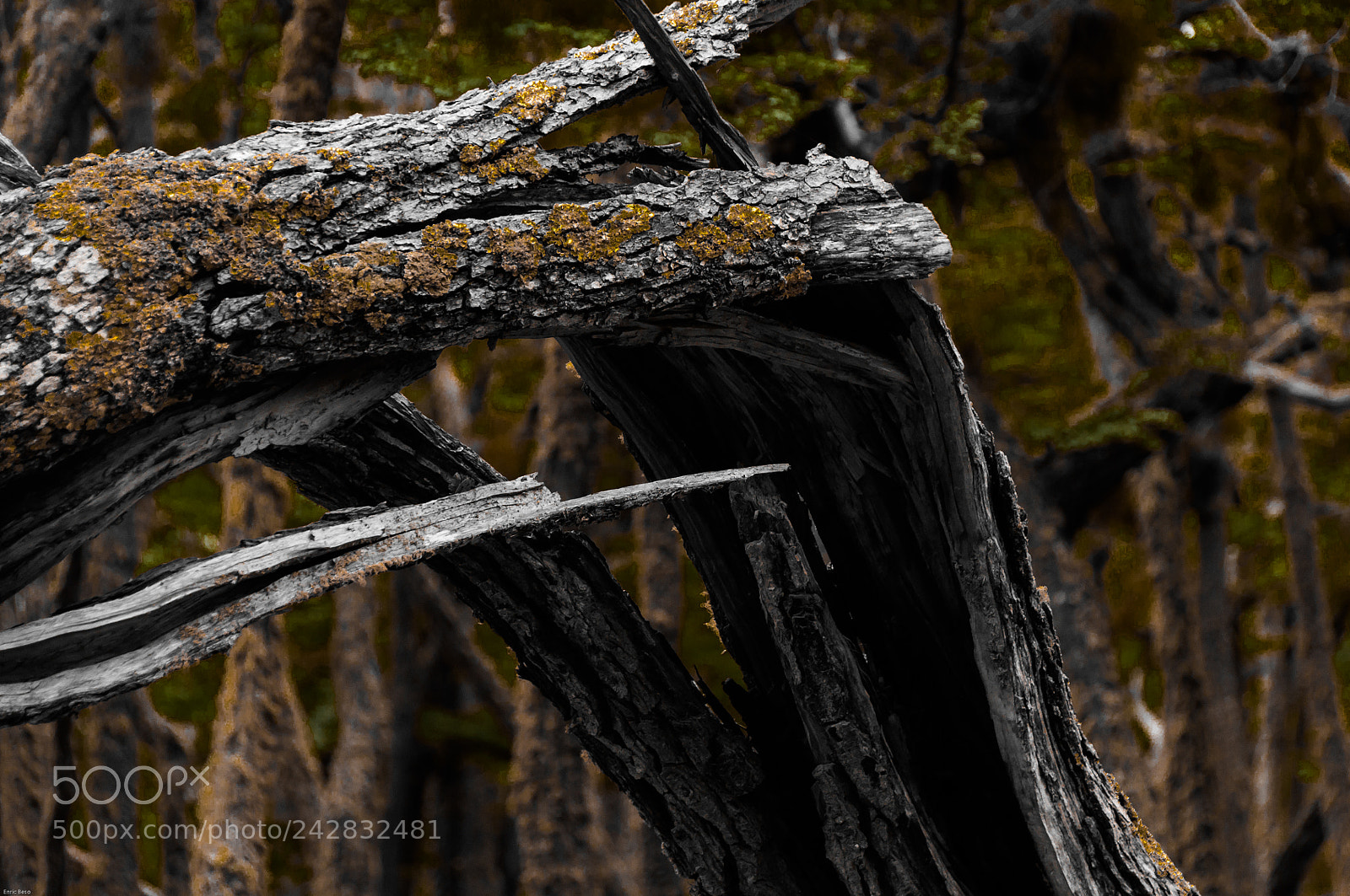 Nikon D5000 sample photo. Tree felled photography