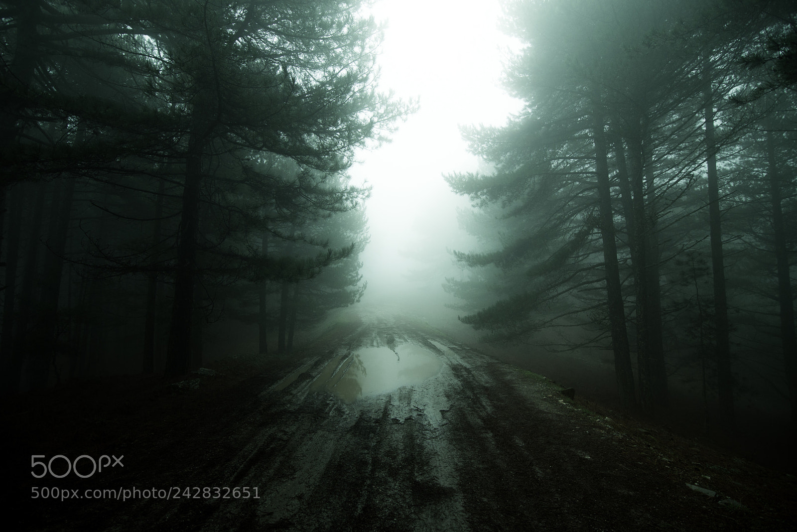 Nikon D610 sample photo. Forest road photography