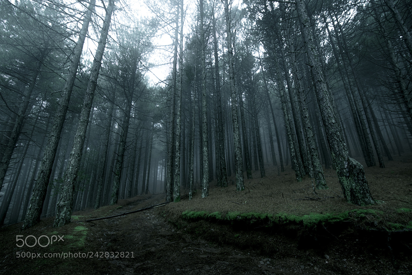 Nikon D610 sample photo. Black pines photography