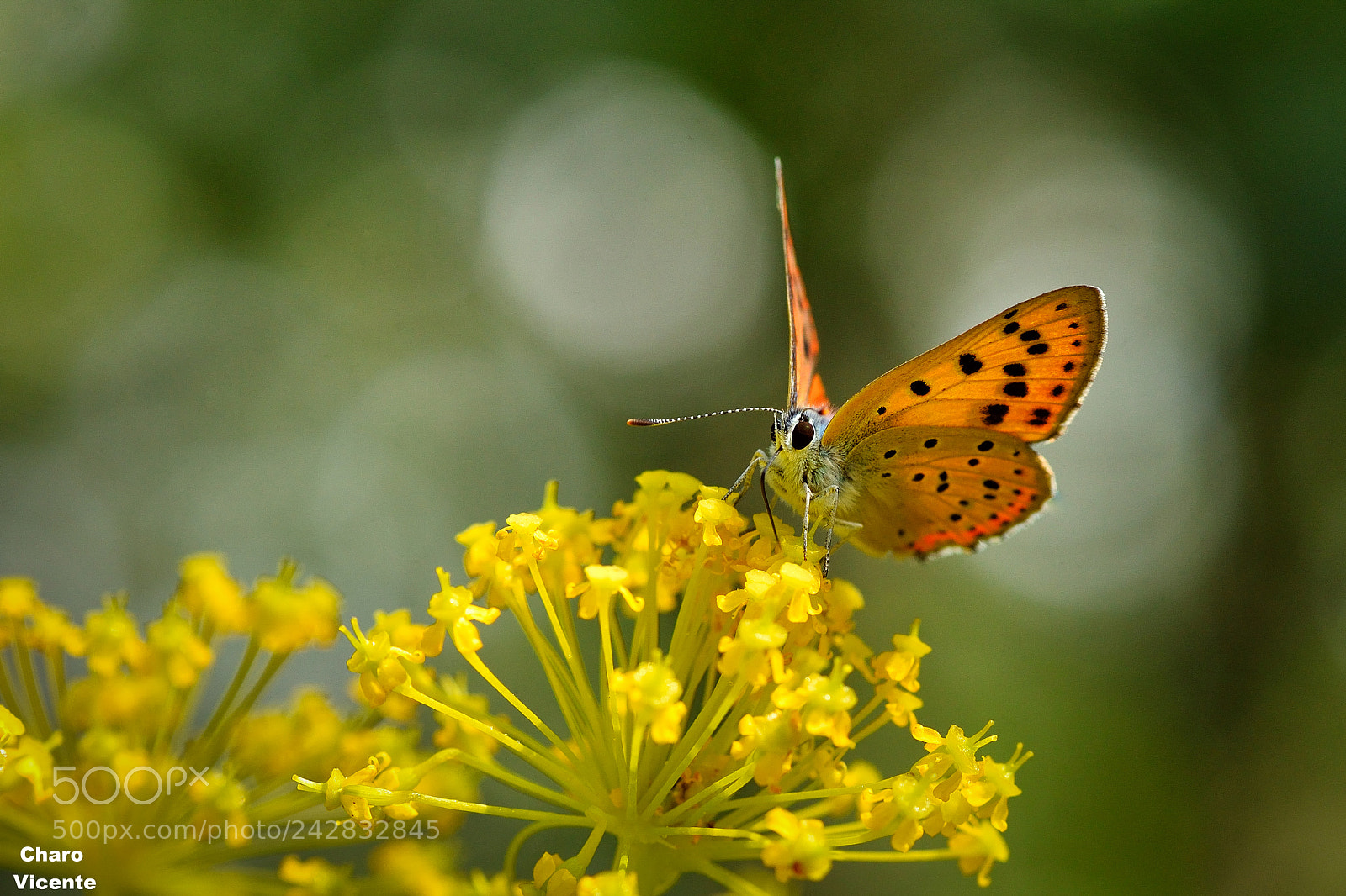 Nikon D610 sample photo. Spring´s moment photography