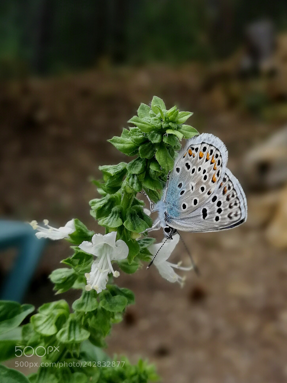 HUAWEI P10 sample photo. Tiny butterfly photography