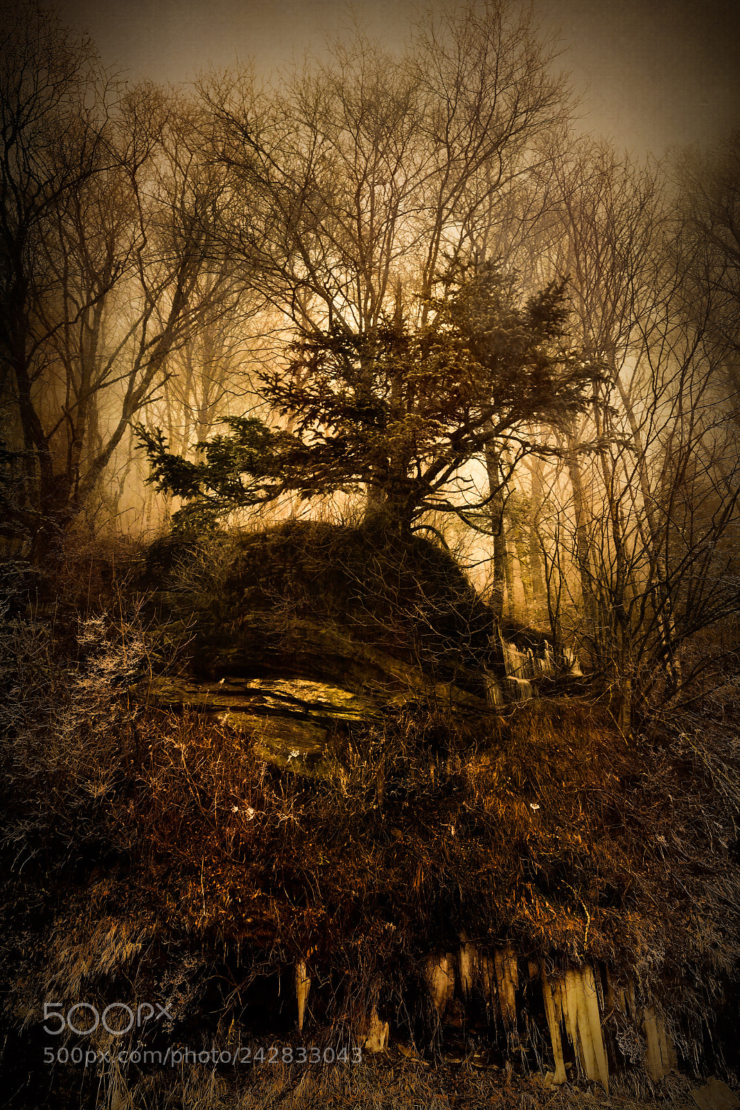 Nikon D800 sample photo. Light in the forest photography