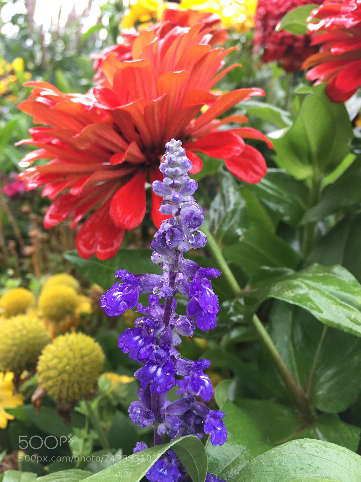 Apple iPhone 6 Plus sample photo. Img photography