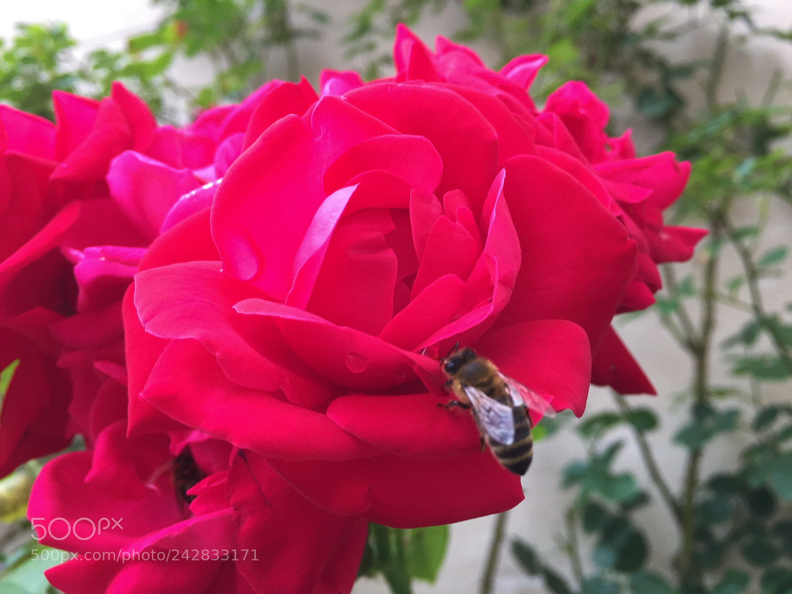 Apple iPhone 6 Plus sample photo. Img photography