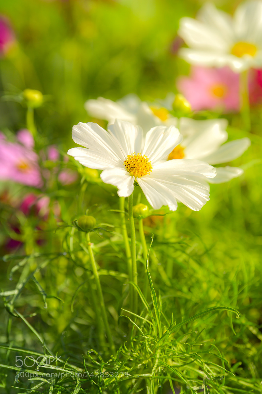 Nikon D5 sample photo. White cosmos flower. photography
