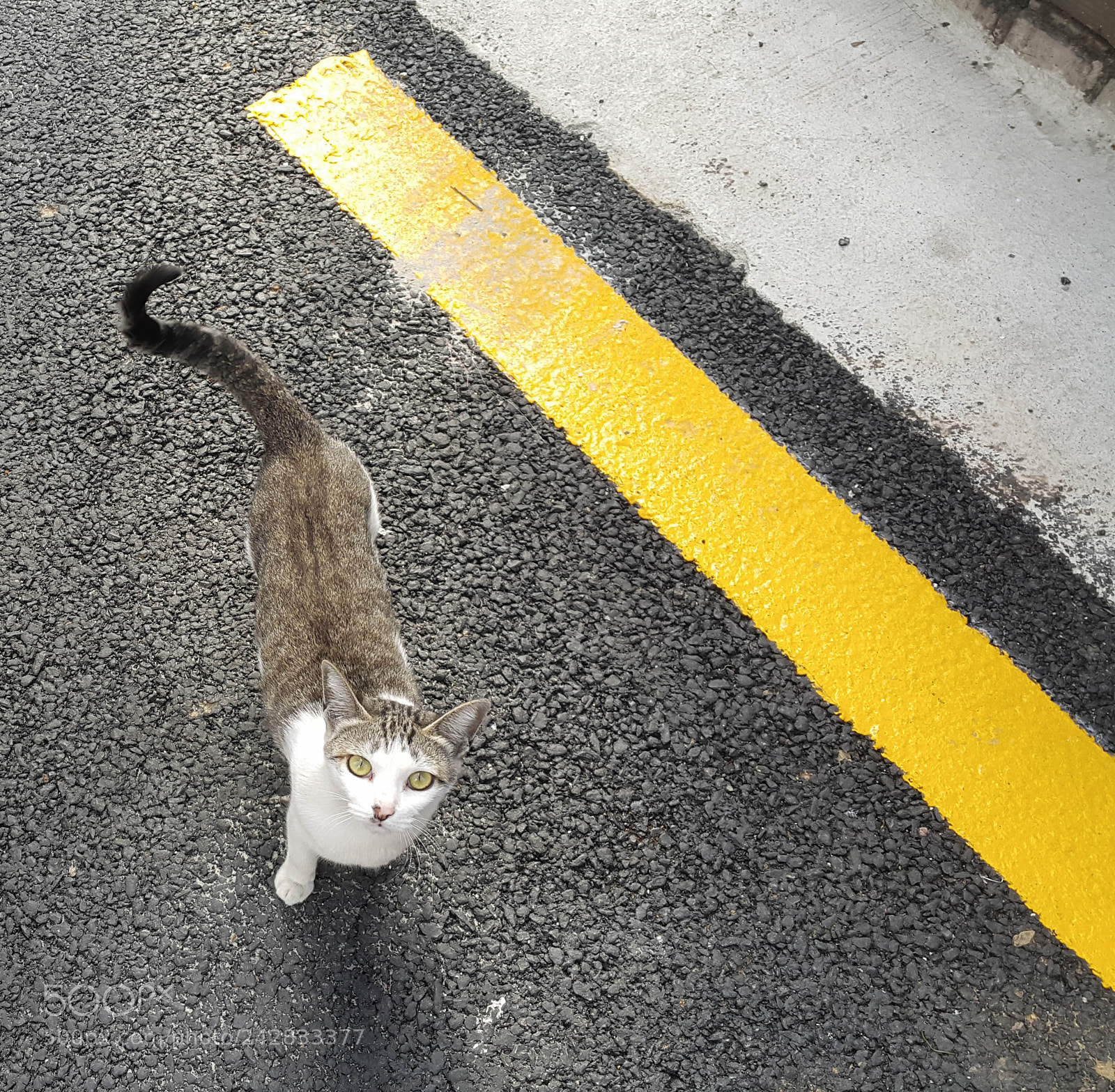 Samsung Galaxy Note4 sample photo. Kitty photography