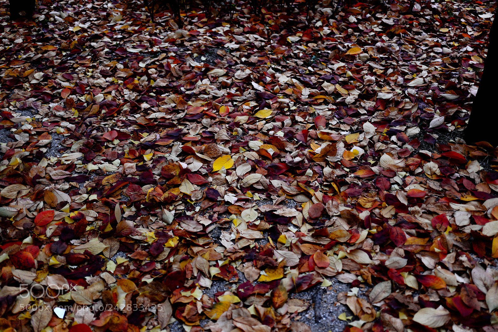 Canon EOS 6D sample photo. Autumn leaf photography