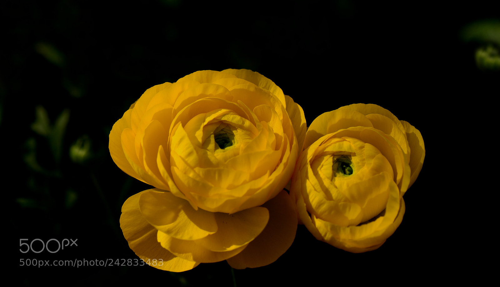 Nikon D800 sample photo. Flowers photography