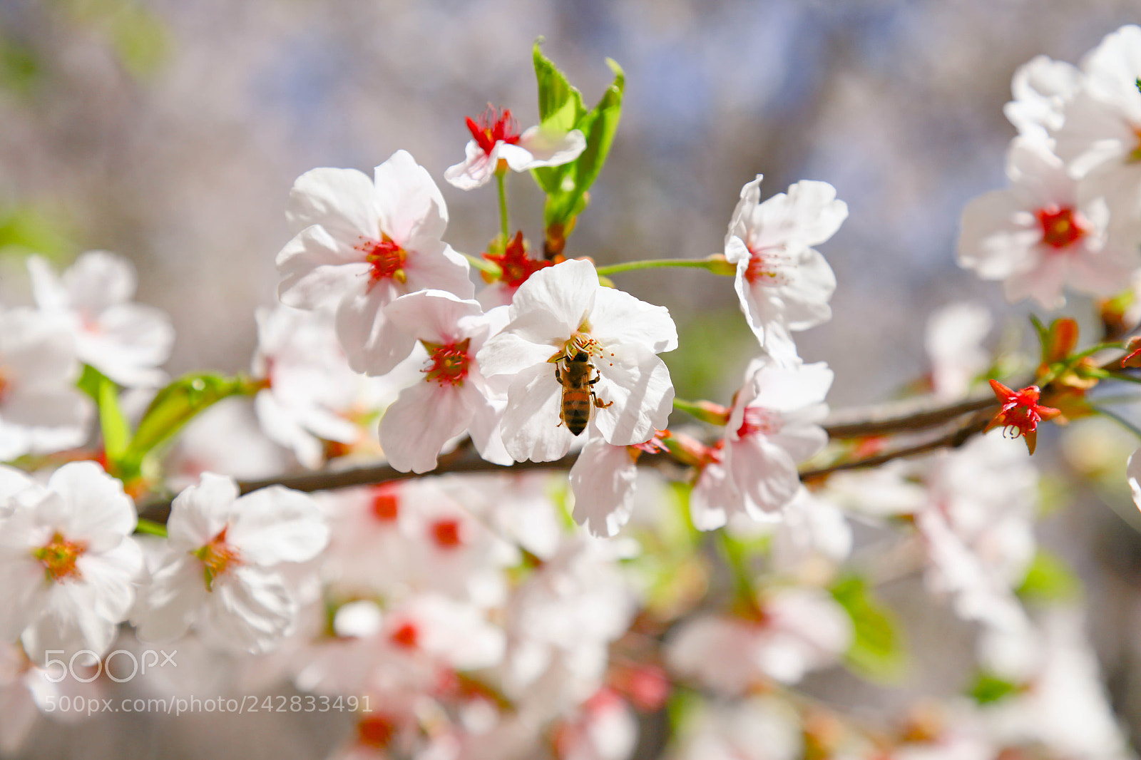 Canon EOS 6D sample photo. Cherry blossom photography