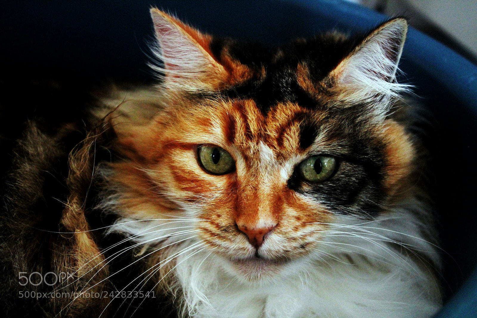Canon EOS 1100D (EOS Rebel T3 / EOS Kiss X50) sample photo. Sasha photography