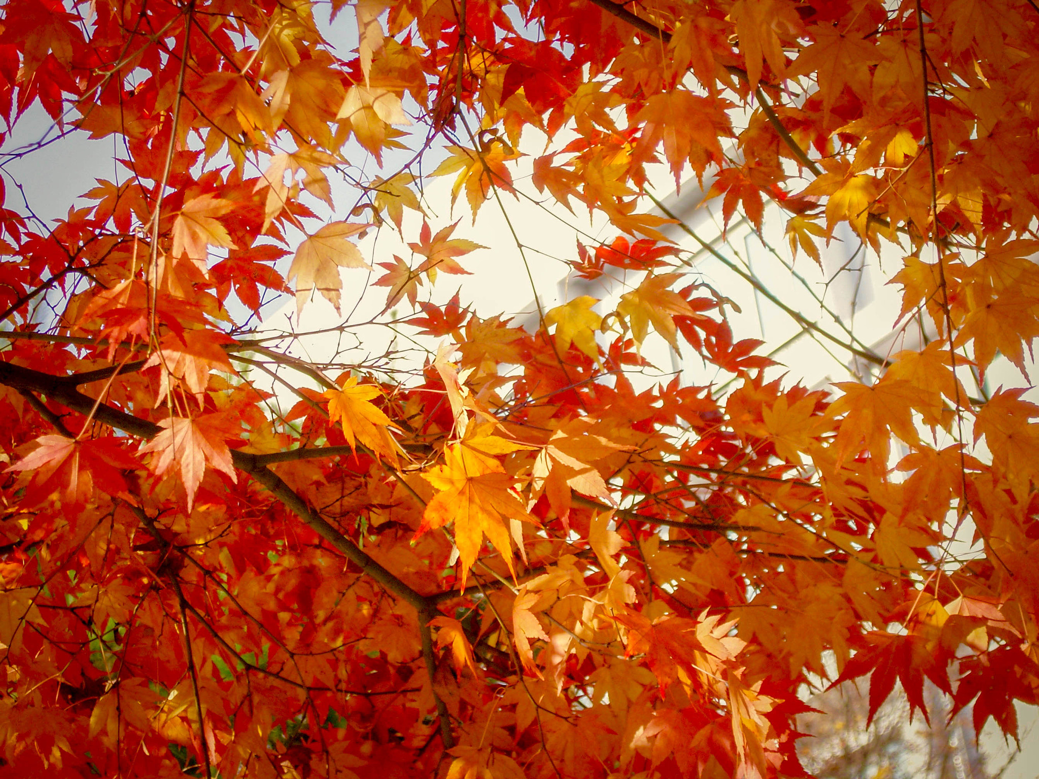 Samsung VLUU NV10, NV10 sample photo. Autumn leaf photography