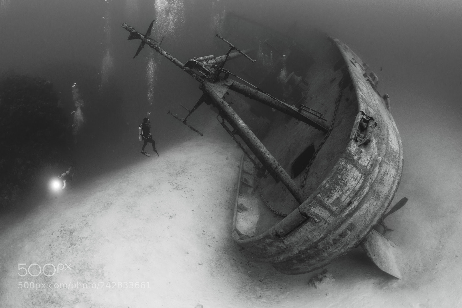 Nikon D800E sample photo. Kittiwake photography