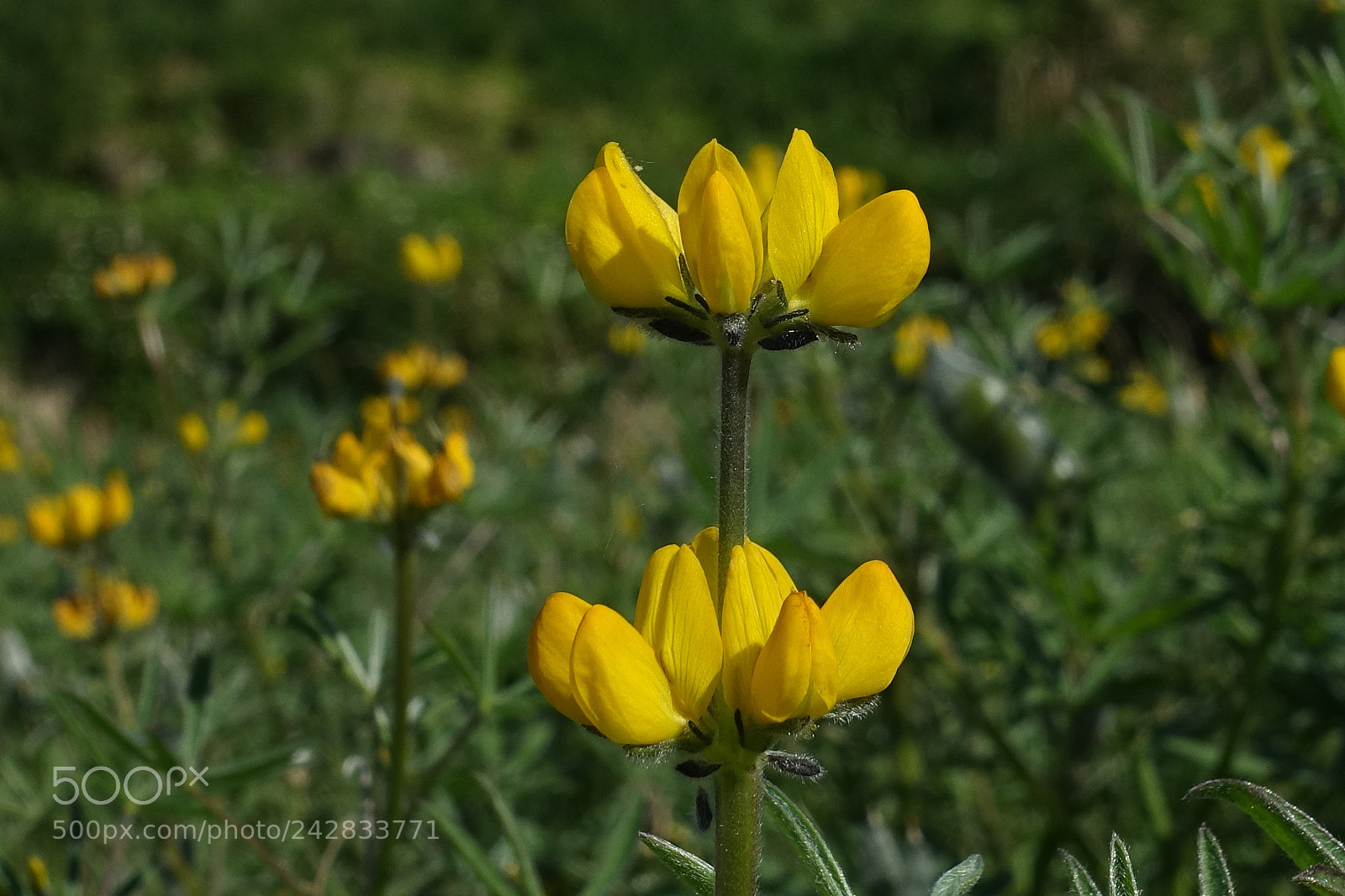Sony Cyber-shot DSC-RX100 III sample photo. Naturally yellow photography