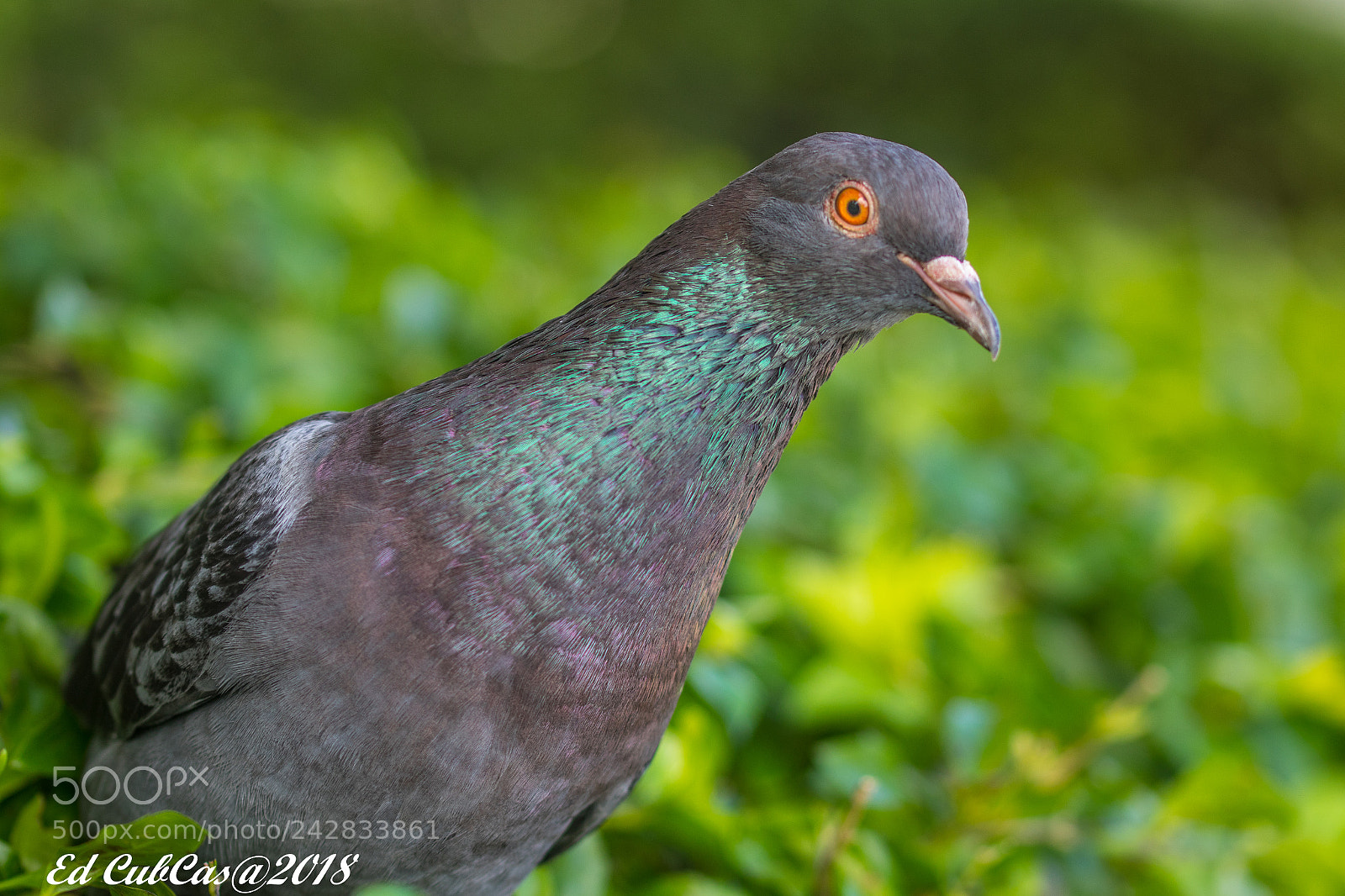 Canon EOS 7D Mark II sample photo. Curiosa photography