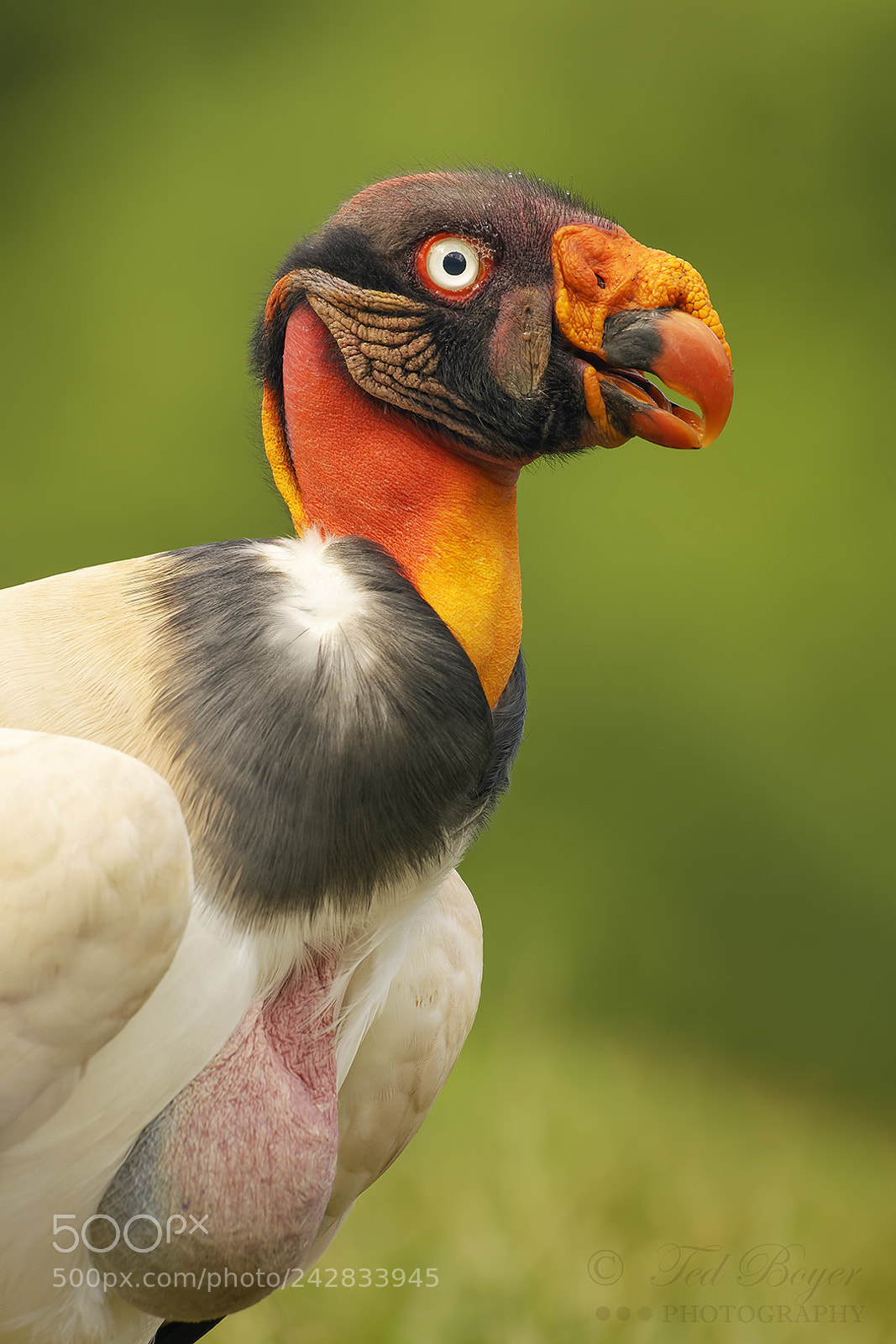 Nikon D500 sample photo. King vultures' crop photography