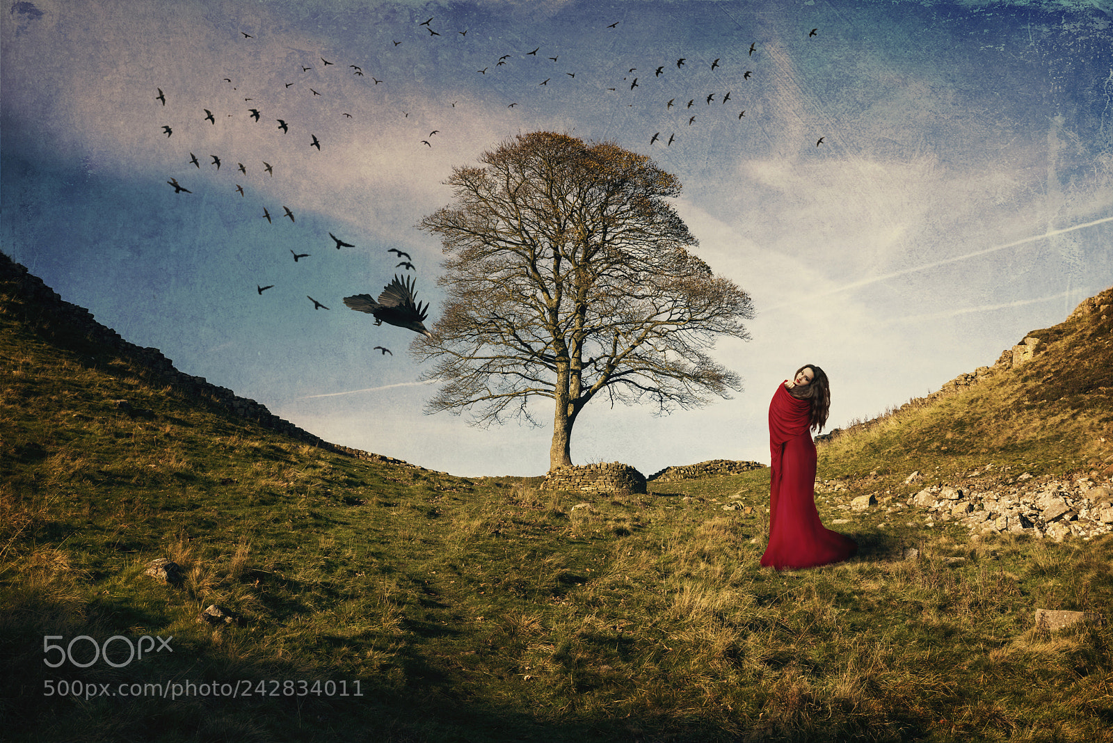 Nikon D810 sample photo. Bird lady and the photography