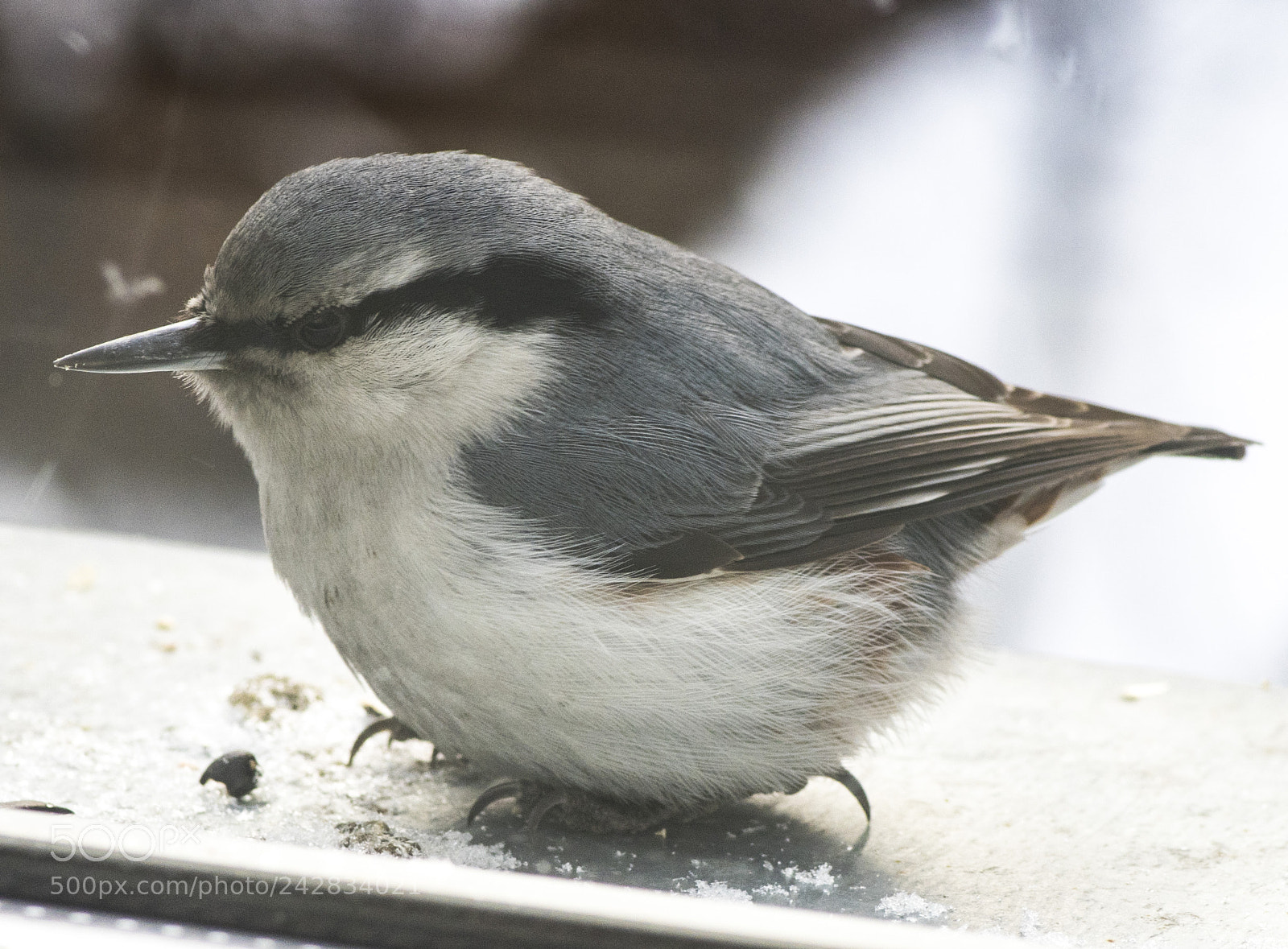 Pentax K-1 sample photo. Nuthatch. Поползень. photography