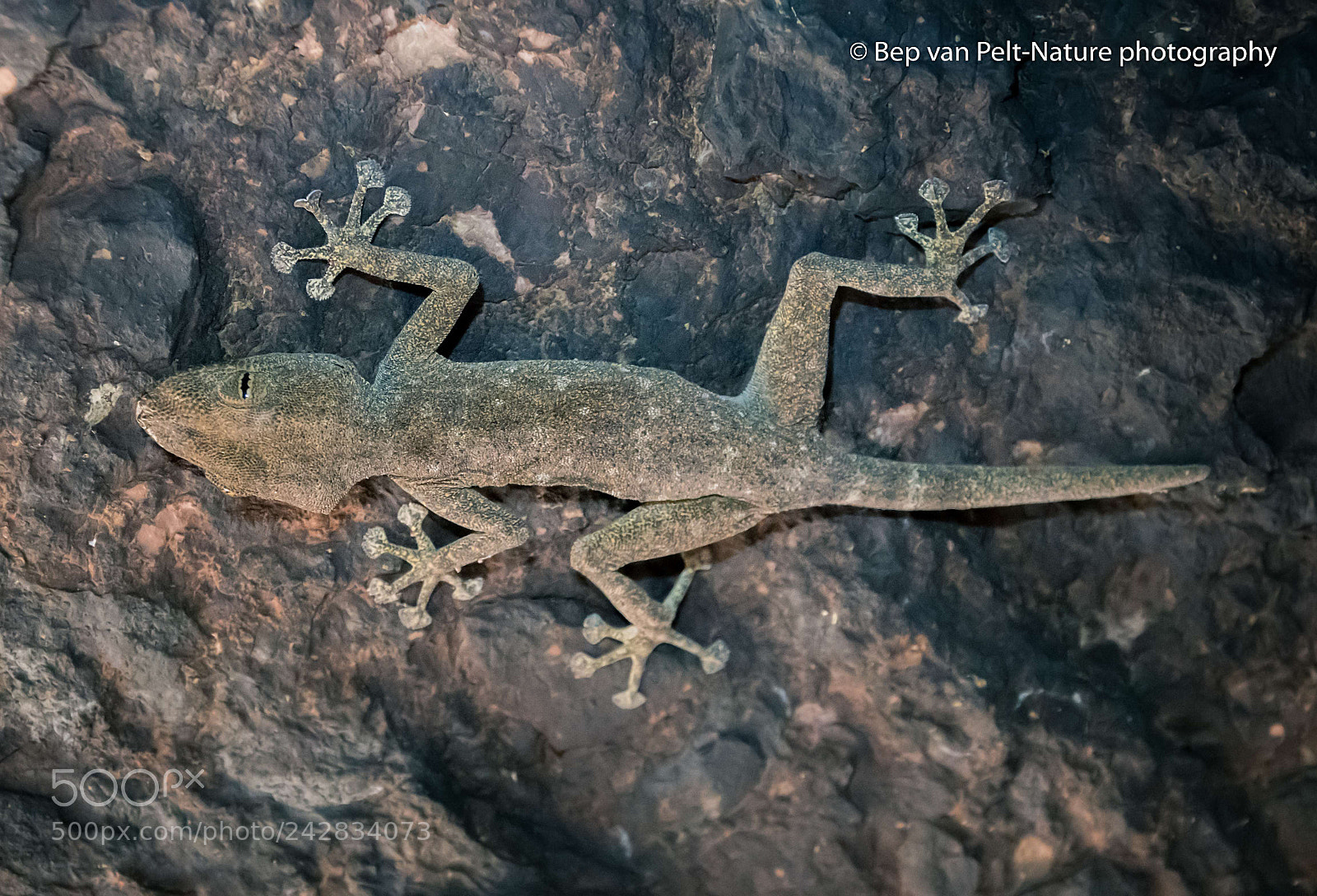 Nikon D500 sample photo. Sinai fan fingered gecko photography