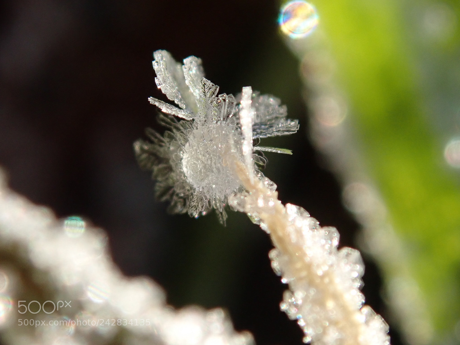 Olympus TG-5 sample photo. Gorgeous frozen drop photography