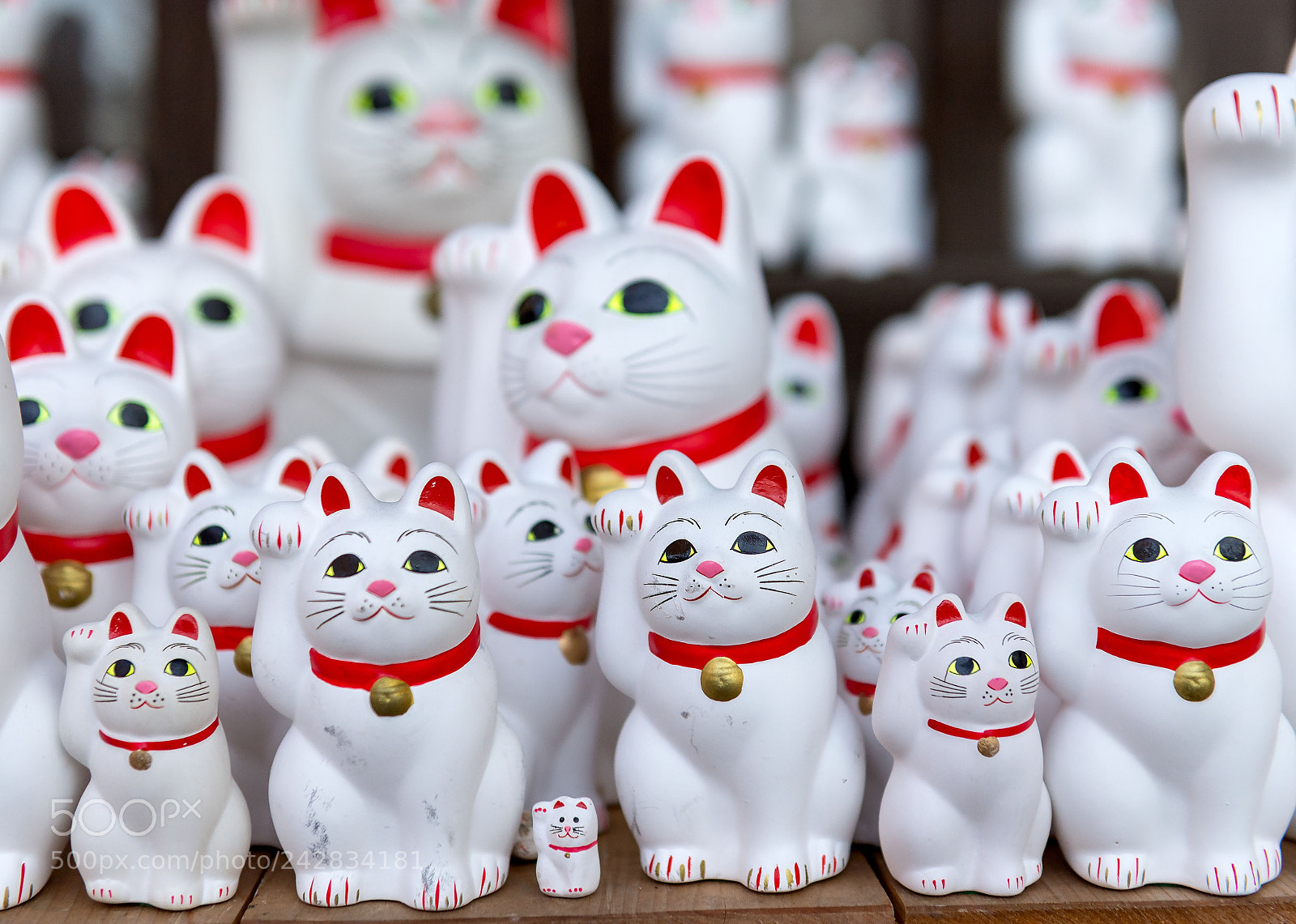 Nikon D5 sample photo. Maneki-neko photography