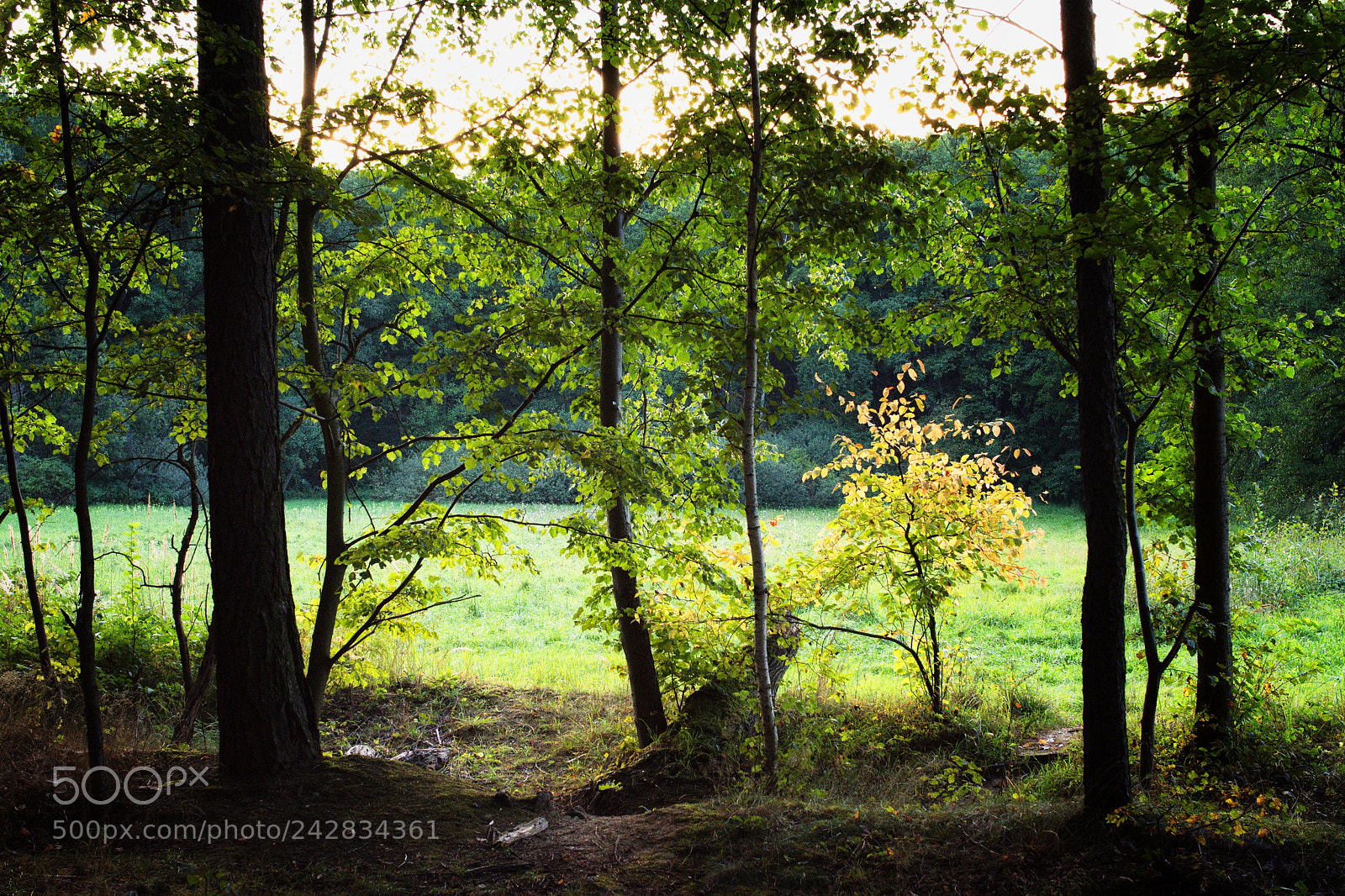 Nikon D7200 sample photo. Forest clearing edge in photography