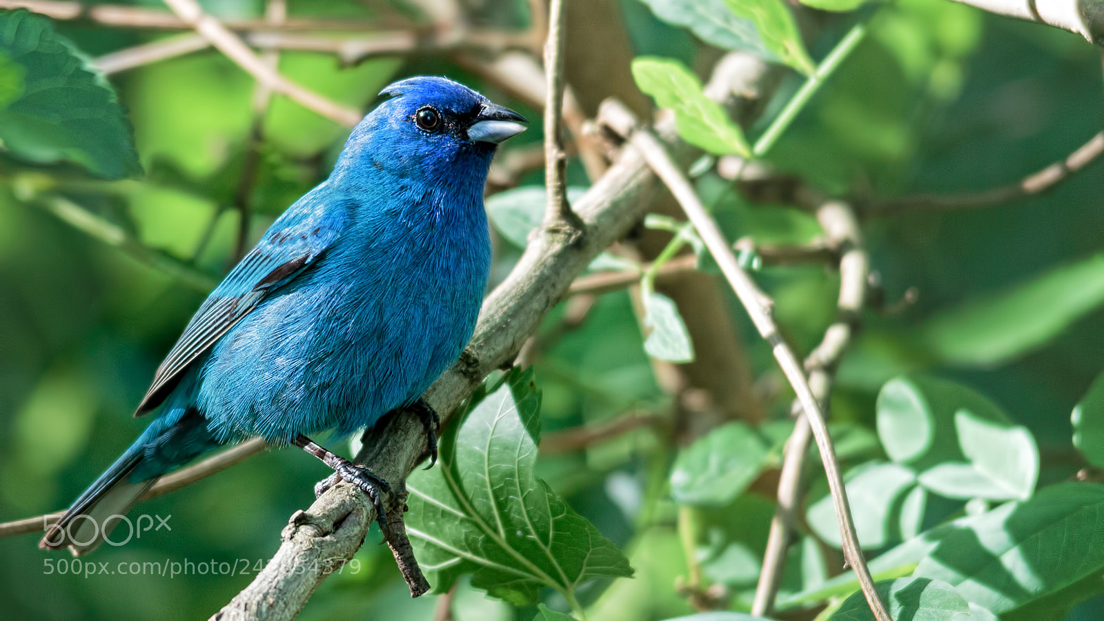 Canon EOS 60D sample photo. Indigo bunting photography