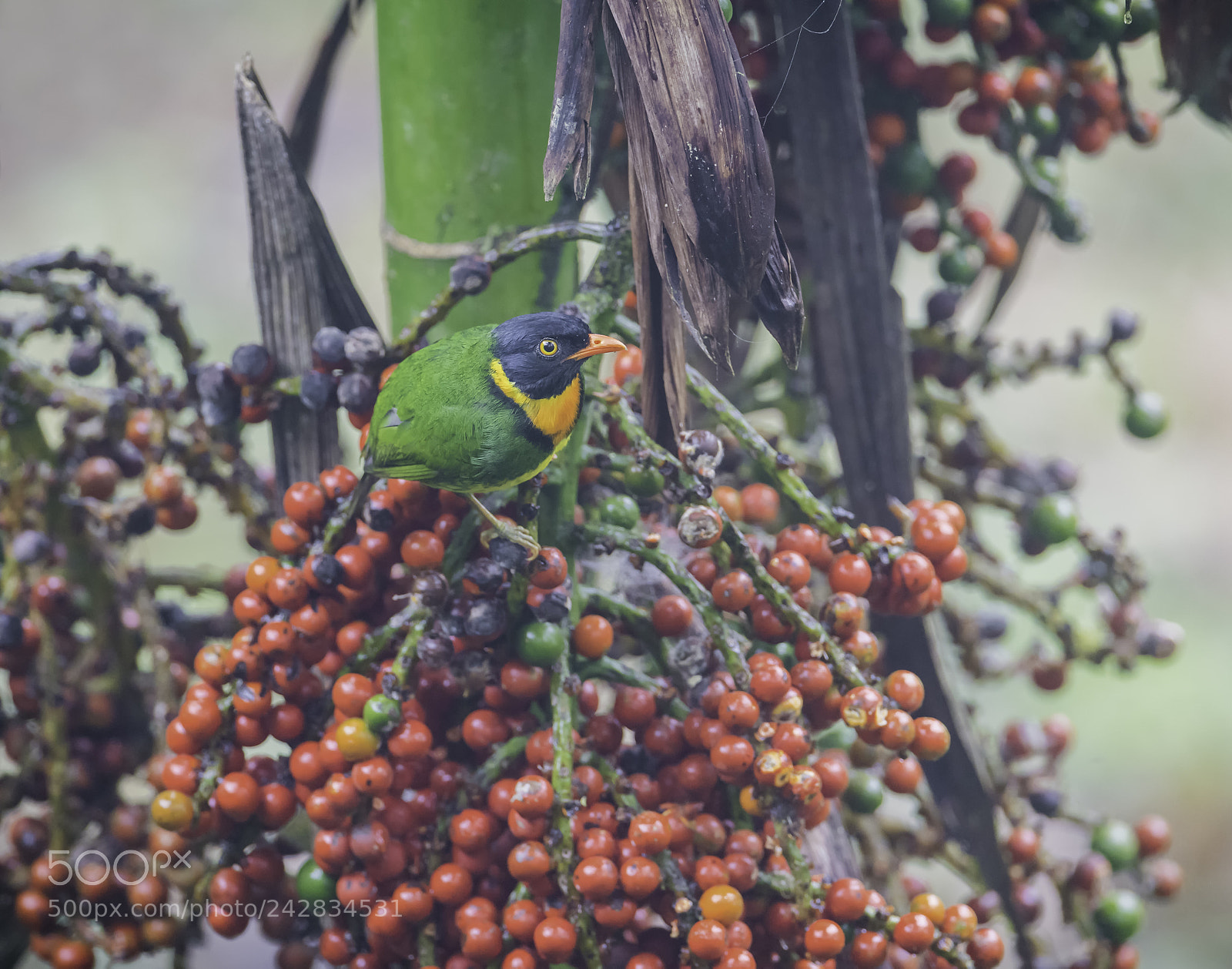 Nikon D850 sample photo. Orange breasted fruiteater photography