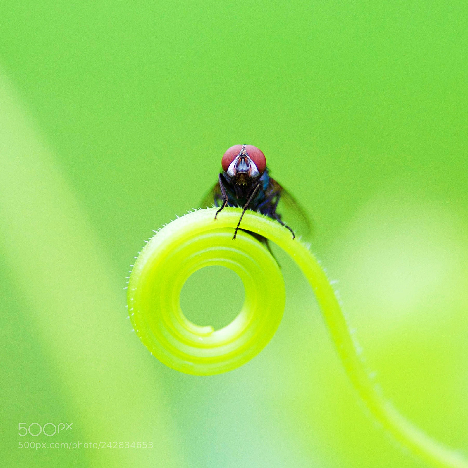 Olympus OM-D E-M5 sample photo. "eyes on nature" photography