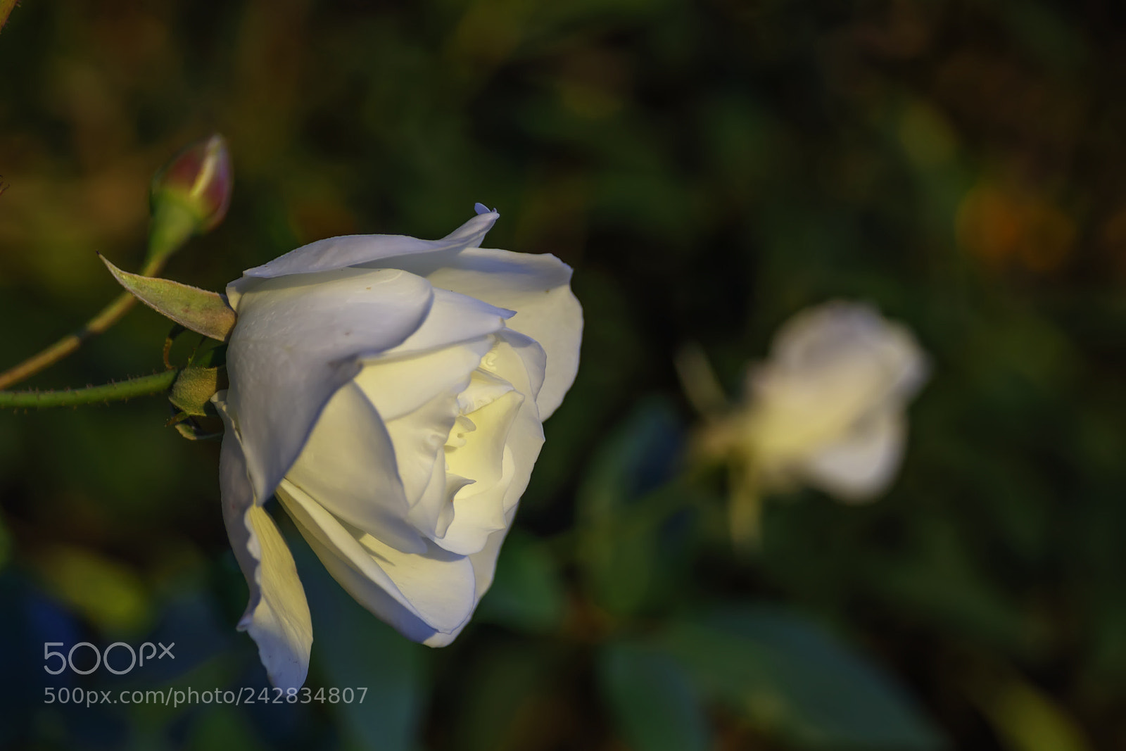 Canon EOS 80D sample photo. Large white rose bud photography