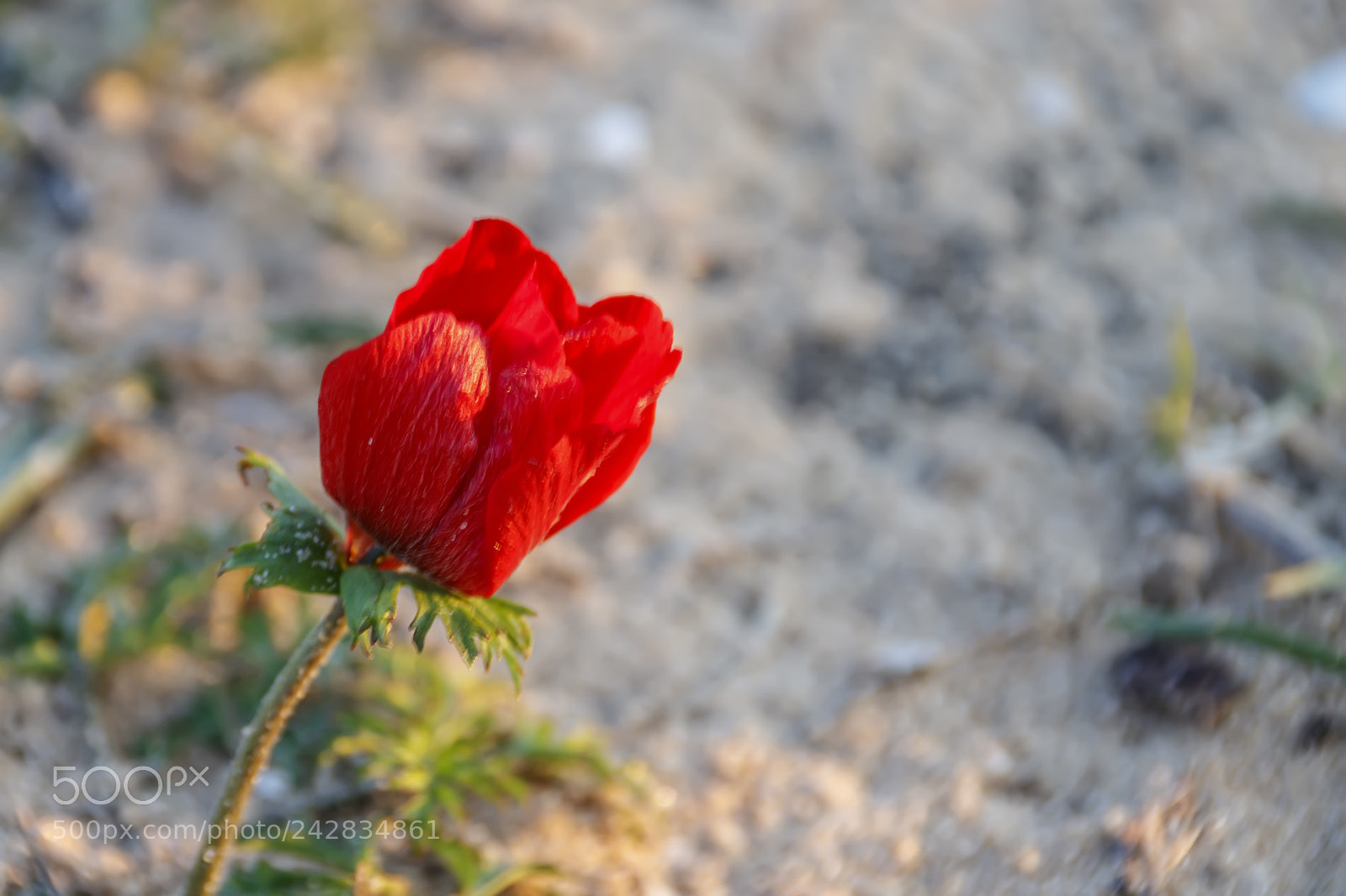 Canon EOS 80D sample photo. Red anemone flower on photography