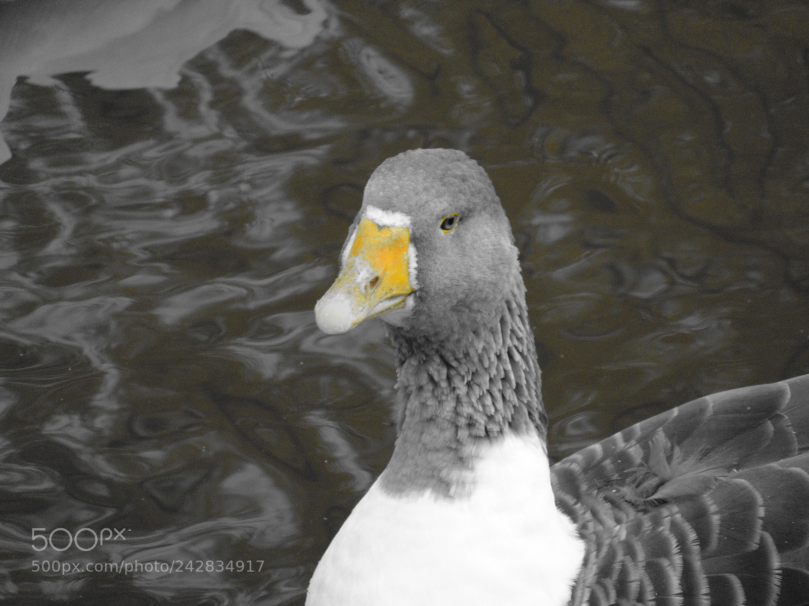 Sony Cyber-shot DSC-H300 sample photo. Goose photography