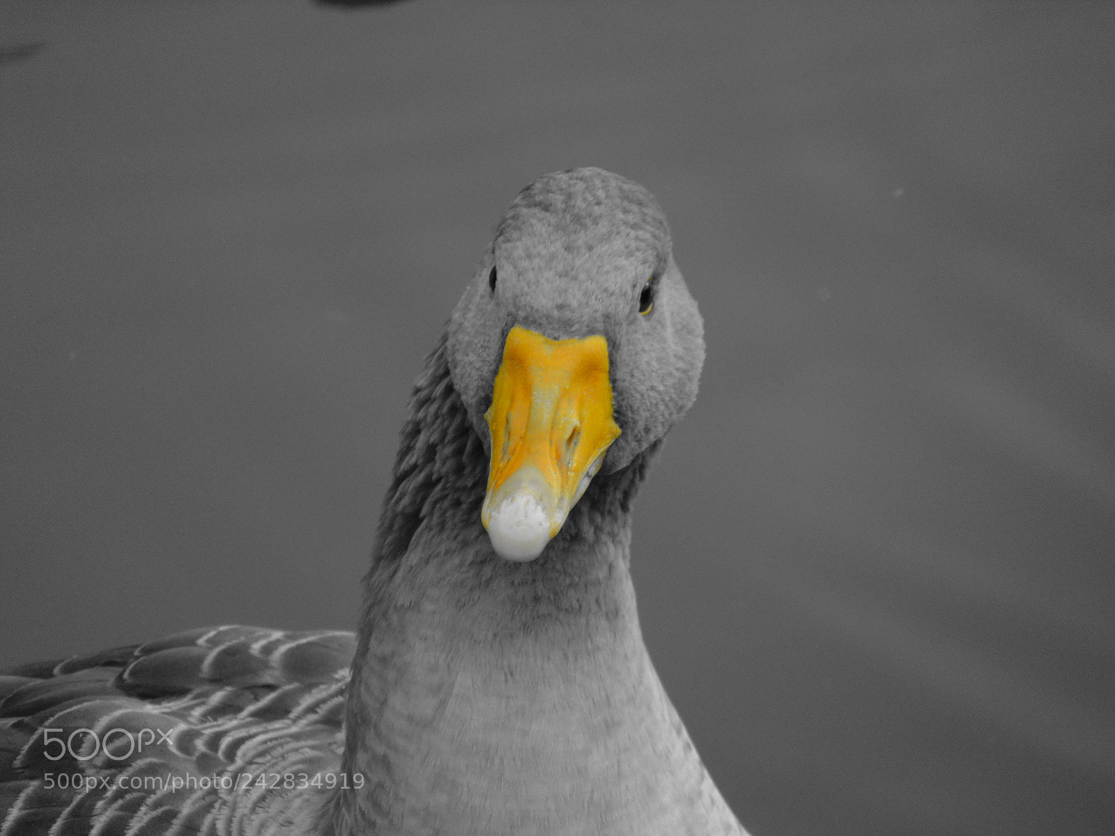 Sony Cyber-shot DSC-H300 sample photo. Goose photography