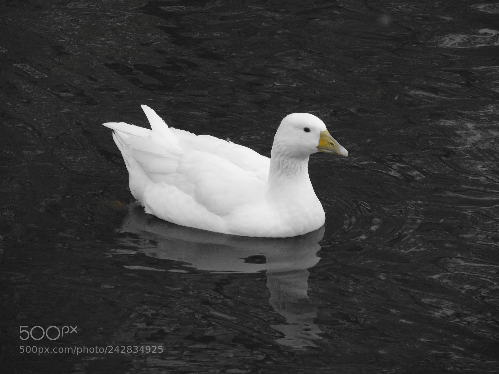 Sony Cyber-shot DSC-H300 sample photo. Goose photography