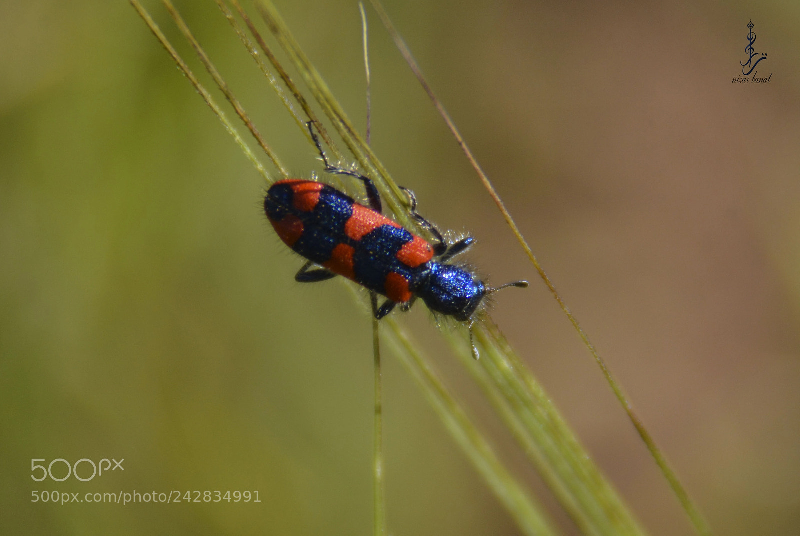 Nikon D7100 sample photo. Nature decoart photography