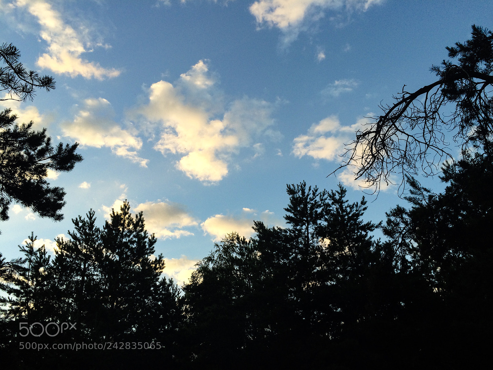 Apple iPhone 5s sample photo. Morning into forest photography