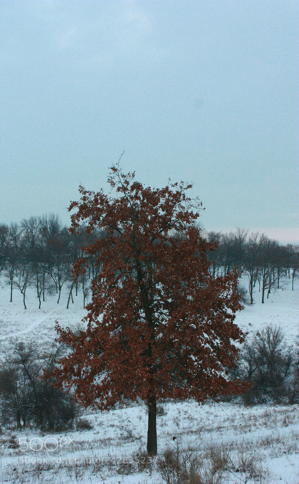 Canon EOS 450D (EOS Rebel XSi / EOS Kiss X2) sample photo. Красное дерево photography