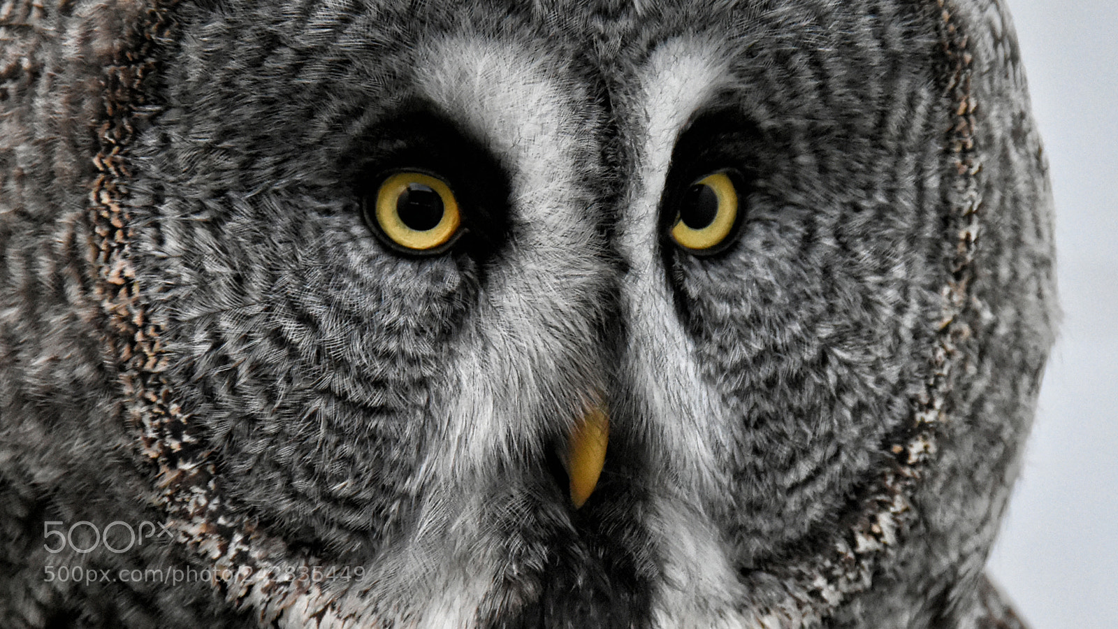 Nikon D7200 sample photo. Great grey wise owl photography