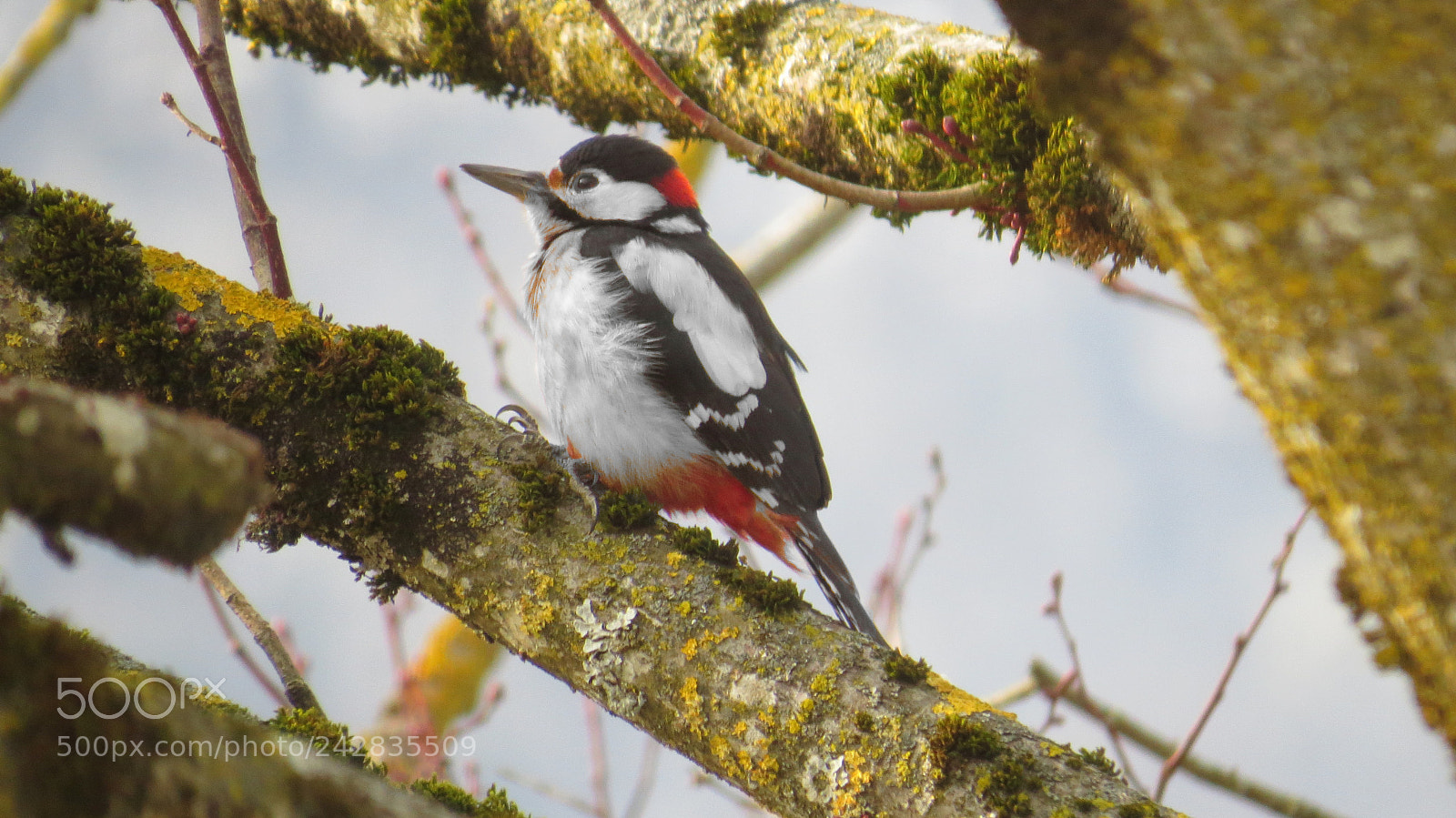 Canon PowerShot SX50 HS sample photo. Great spotted woodpecker photography